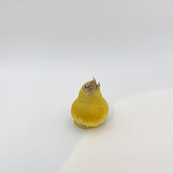 Amaryllis gewachst senf